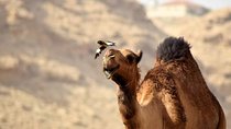Marrakech to Merzouga—Sahara Desert | 3 Days & 2 Nights