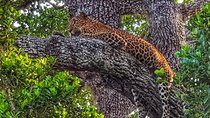 All Inclusive Yala National Park Jeep Safari Day Tour from Colombo & Negombo
