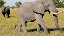 Full Day Safari Tour of Pilanesberg National Park, Open Jeep experience 
