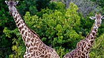 4 Days Amazing Maasai Mara and Lake Nakuru Budget Safari