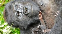 Gorilla Trekking And Masai Mara Safari – 8 Days