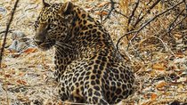 1 Day: Jhalana Leopard Safari+Abhaneri Step Well Tour From Jaipur