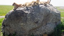 Tanzania safari with guide in Italian, the great Migration of the Serengeti