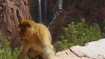 Ouzoud Waterfalls Private Day Trip from Marrakech