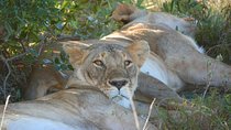 4 Days 3 night Mara, Lake Naivasha & Hells Gate