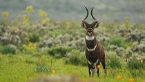 3 Days trekking at Bale Mountains