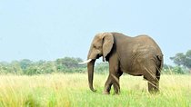 5 Days Great Migration and Budget Safari in Tanzania 