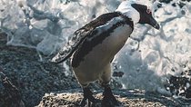 Private Cape Peninsula Tour 