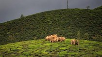 Adventurous Valparai trip from Kochi - 2 days trip 