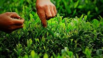 Hangzhou Authentic Longjing Tea Culture Experience Tour