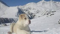 Private Ski Tour to Gudauri ski resort from Tbilisi