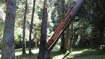Private day hiking trip to Borjomi National Park with lunch and wine tasting. 