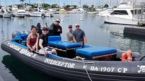 Pelagic Wildlife Excursion