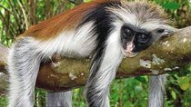 Half-Day Walking Tour in Jozani Jungle