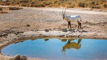 Private Desert Castles, Shaumari Reserve & Azraq Tour from Amman
