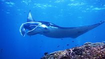 Snorkeling Trip Nusa Penida Bali