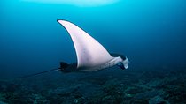 Fun Dive Nusa Penida Bali - For Certified Divers