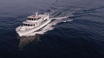 San Diego Whale Watching 3 Hour Tour Mission Bay
