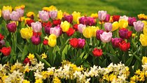 Private day trip to The Keukenhof Gardens and The Zaanse Schans Windmills