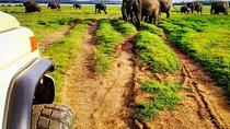 Private Minneriya National Park Safari and Fireflies Lighting Tour