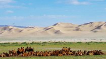 Colors of Gobi 7 days trip