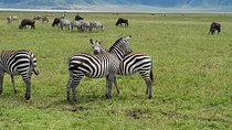 6 Days Mara River Crossing - The Great Migration