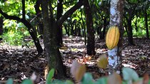 Cacao trail and making of chocolate tour from Santo Domingo