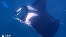 Fundive Catalina Islands (2 dives only for certified divers)