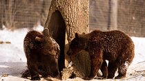 Meet the Free Bears and visit Dracula's Castle in a Day Trip from Bucharest