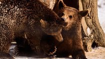 Private Tour Bear Sanctuary & City of Brasov One Day Trip - Tickets Included