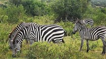 2 Days - Mikumi safari depart from Zanzibar or Dar es salaam