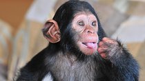 1 day Fishing and Chimpanzee Island tour