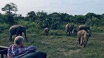 Minneriya National Park Half Day safari 