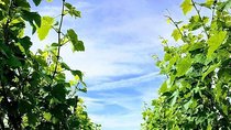 Champagne Lamiable: From the Vineyard to your own bottle full experience