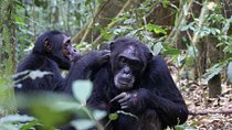  7 Days Fort Portal Culture Tour Western Uganda 