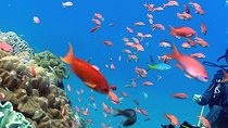 bali best destination - Special packed trip to nusa penida 