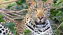 8 Days Masai Mara, Nakuru, Naivasha, Amboseli Budget Safari