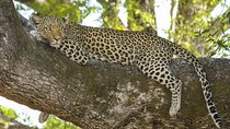 7 Days Naivasha, Nakuru, Masai Mara Mid-luxury Safari