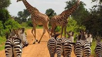 Unique Uganda Adventure