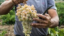 Private Athens Wine Tour For Dedicated Wine Lovers