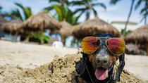 Photo Session for your Pet