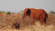 4 Days 3 Nights Mombasa, Tsavo, Amboseli Private Safari