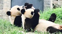 Half Day Private Chengdu Panda Center Layover Tour 