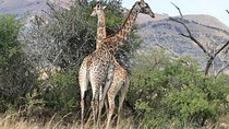 5 Day All Incl. Private Kruger Park Safari With Optional Panorama