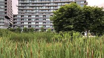 Corktown and Distillery District Tour