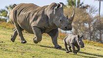 5 Days 4 Nights Mt Kenya, Aberdares, Ol Pejeta Safari 