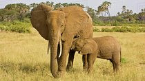 5 Days 4 Nights Mt Kenya, Samburu, Olpejeta Safari