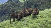 Best of Kerala Tour Package 7 nights / 8 days by Sanguine Holidays