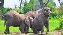 The Best of Uganda, Kenya and Tanzania wildlife holiday- 20 days