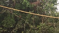 Weston River Cruise ~ Proboscis Monkey & Firefly Tour